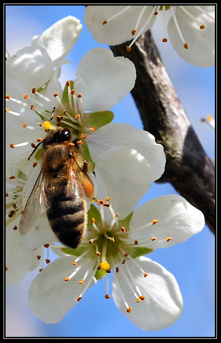 Abeille-avril_2009 (1)